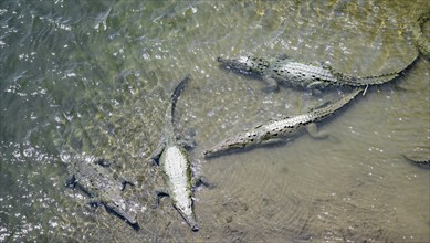 American crocodiles (Crocodylus acutus) swimming in the water, from above, Rio Tarcoles, Carara