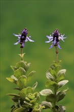 Piss-off plant (Plectranthus ornatus), cat repellent, flowering, Elllerstadt, Germany, Europe