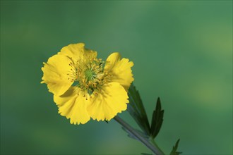 Carnation root (Geum hybride), yellow, flowering, flower, Elllerstadt, Germany, Europe