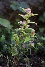 Bristly toad lily (Tricyrtis hirta), flowering, flower, Ellerstadt, Germany, Europe