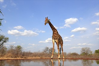 Southern giraffe (Giraffa camelopardalis giraffa), adult, at the water, Kruger National Park,