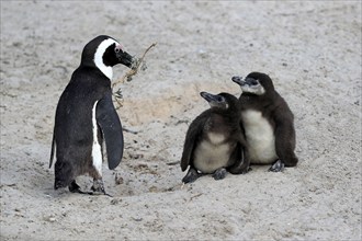 African penguin (Spheniscus demersus), adult with two chicks, nesting material, Boulders Beach,