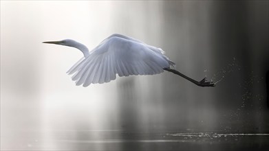 Great White Egret (Ardea alba) Winter visitor, migratory bird, light, resting bird, sunrise, reed