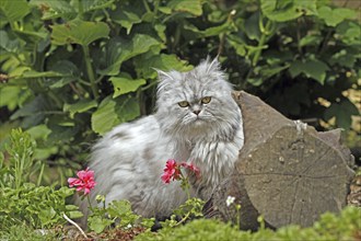 Persian cat, long-haired cat