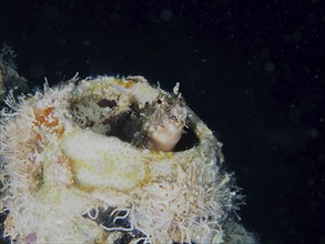 A sabre-toothed blenny (Petroscirtes mitratus) inhabits a plastic canister, marine pollution, dive