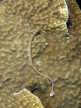 Black-breasted pipefish (Corythoichthys nigripectus) on stony coral. Dive site House Reef, Mangrove