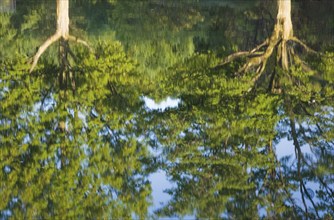 Two deciduous trees with green foliage reflected on calm water surface of a pond in summer, Quebec,