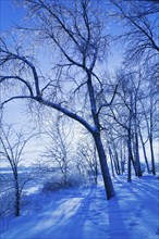 Bare silhouetted deciduous trees covered with ice and snow through blue filter in winter at