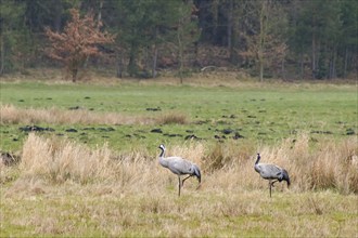 Two cranes (Grus grus) in Teufelsbruch, Waren, Müritz, Heilbad, Müritz National Park, Mecklenburg