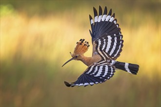 Hoopoe (Upupa epops) adult bird, Bird of the Year 2022, erect cap, flying, wings spreading,