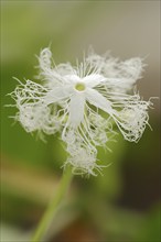 Snake gourd (Trichosanthes cucumerina var. anguina), flower, useful plant, North Rhine-Westphalia,