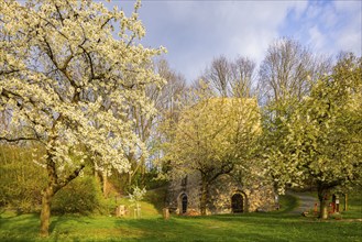 Fruit blossom near Maxen in the Eastern Ore Mountains at the historic lime kiln, Maxen, Saxony,