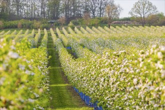 Orchards in bloom near Wittgensdorf in the Eastern Ore Mountains, Wittgensdorf, Saxony, Germany,