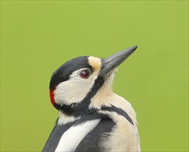 Great spotted woodpecker (Dendrocopos major), male, portrait, woodpeckers, wildlife, Siegerland,