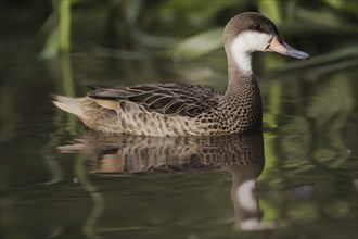 Bahama duck (Anas bahamensis, Paecilonetta bahamensis), captive, occurrence in South America