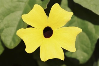 Black-eyed susan vine (Thunbergia alata), flower, ornamental plant, North Rhine-Westphalia,