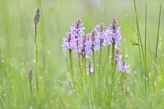 Moorland spotted orchid (Dactylorhiza maculata), flowering wild orchid, Lower Rhine, North