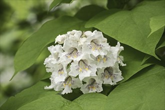 Common trumpet tree (Catalpa bignonioides, Catalpa syringifolia), flowers, ornamental tree, North