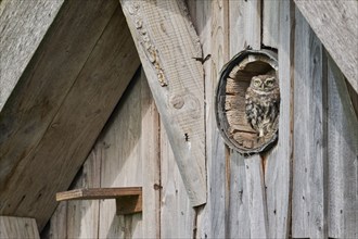 Little owl in breeding tube (Athene noctua) North Rhine-Westphalia, Germany, Europe