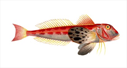 Fish, Fish, Fish species from the subfamily of the true gurnards, Trigla lineata, Historical,