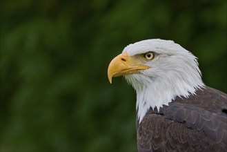 Bald eagle (Haliaeetus leucocephalus) captive, Lower Saxony, Germany, Europe