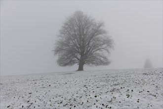 A large tree on a snow-covered field in dense fog, Rieden am Forggensee, Ostallgäu, Allgäu, Swabia,