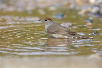 Blackcap, Sylvia atricapilla, Fauvette à tête noire, Curruca Capirotada Lesbos, Greece, Europe