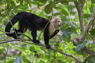 White-shouldered capuchin monkey (Cebus capucinus) Costa Rica