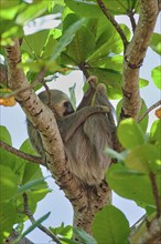 Two-fingered sloth (Choloepus didactylus) Costa Rica