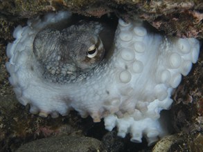 Octopus, Common Octopus (Octopus vulgaris), with tentacles hidden under rocks in the sea. The