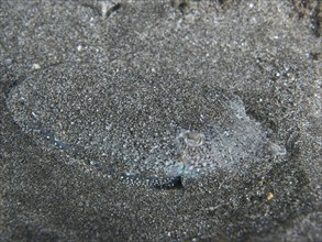 Juvenile Common cuttlefish (Sepia officinalis) inconspicuously hidden in the sandy seabed, Playa