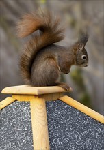 Eurasian red squirrel (Sciurus vulgaris), sitting on a bird feeder, Stuttgart, Baden-Württemberg,