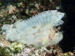 White rocking fish (Taenianotus triacanthus), lying flat on the reef, dive site Pidada,