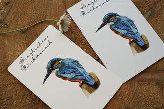 Congratulations cards Congratulations with a kingfisher, painted with coloured pencils, cards as