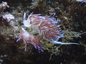 Two bright purple nudibranchs, travelling thread snail (Cratena peregrina), on algae, dive site Cap