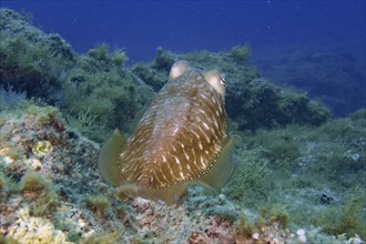 Common cuttlefish (Sepia officinalis) with green surroundings in the underwater world, dive site