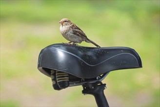 House sparrow (Passer domesticus), house sparrow, sparrow, female sitting backwards on a black