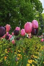 Blooming tulips in the villa gardens of Überlingen, Baden-Württemberg, Germany.