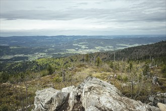 View from Gentiana bavarica, Bavarian Forest, Bavaria, Germany, Europe