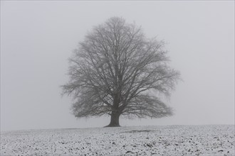 A single branched tree on a snowy surface in the fog, Rieden am Forggensee, Ostallgäu, Allgäu,