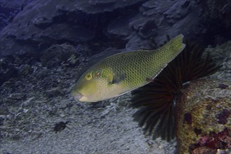 Green fish, black-eyed fathead minnow (Hemigymnus melapterus), swimming along a coral reef on the