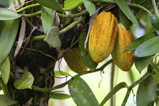 Cocoa fruit on a tree, cocoa (Theobroma cacao), Costa Rica, Central America