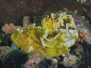 Yellow rocking fish (Taenianotus triacanthus) sits camouflaged in the colourful coral reef, dive