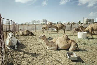 Dromedaries (Camelus dromedarius), Camelsouk Salalah, Dhofar, Oman, Asia