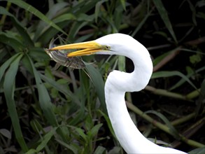 Great White Egret (Ardea alba) with preyed fish in a nature reserve in Buenos Aires, Argentina,