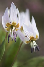 Dog's Fawn Lily (Erythronium dens-canis), Emsland, Lower Saxony, Germany, Europe