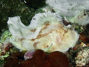 White rocking fish (Taenianotus triacanthus) sitting on the seabed, dive site Pidada, Penyapangan,