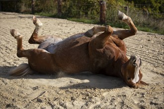 Horse rolling in the sand, Austria, Europe