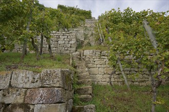 Terraced steep vineyards in the Neckar valley near Lauffen, viticulture, Württemberger Wein,