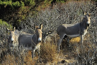 Wild donkeys in the Mediterranean scrub, Asinara Island, Sardinia, Italy, Europe